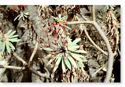 Tabaiba gomera (Euphorbia bravoana)     J. Garca Casanova