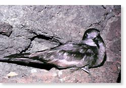 Petrel de Bulwer (Bulweria bulwerii)  J. M. Moreno