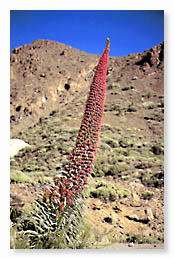 Taginaste rojo (Echium wildpretii) S. Cozzi